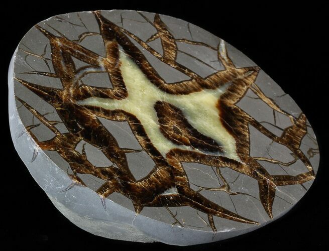 Beautiful Septarian Nodule Polished End-Cut #53264